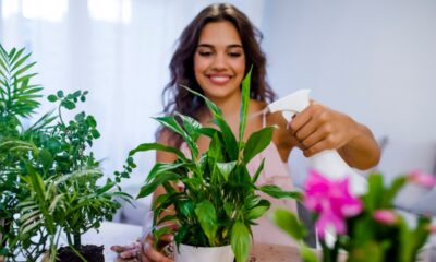 Plants Online And Take Care Tips