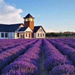 Lavender Farms